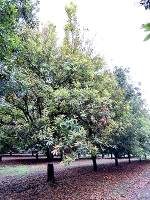 Phytophthora root rot.jpg